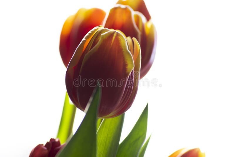 Beautiful tulip flower blooming. Nature as it best. Colourful isolated flowers on a bright background. Nature is beautiful, fresh flowers photo. Beautiful tulip flower blooming. Nature as it best. Colourful isolated flowers on a bright background. Nature is beautiful, fresh flowers photo.